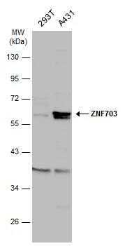 ZNF703 Antibody