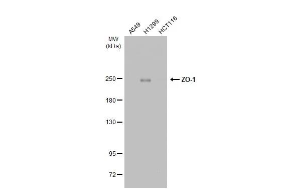 Tight Junction Protein 1 Antibody