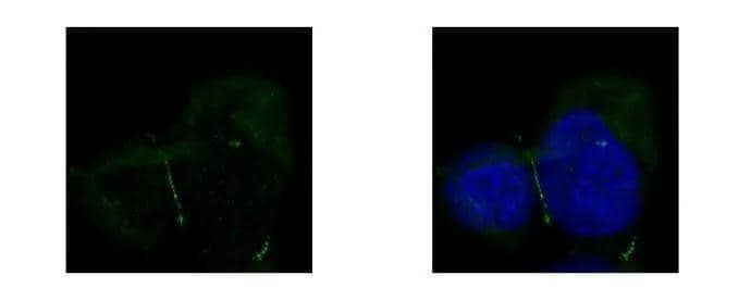 Tight Junction Protein 1 Antibody - BSA Free