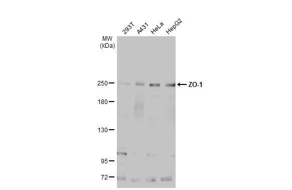 Tight Junction Protein 1 Antibody - BSA Free