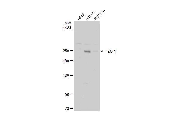 Tight Junction Protein 1 Antibody - BSA Free