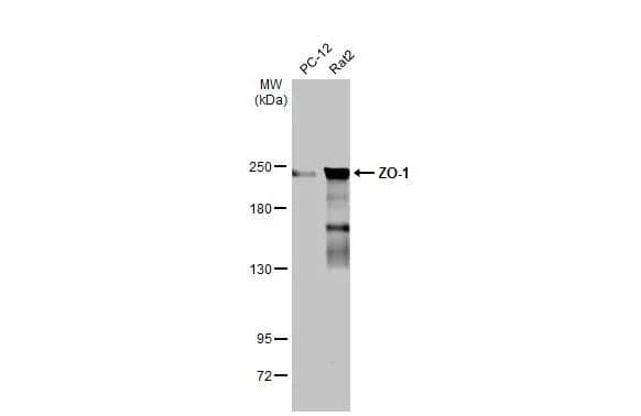 Tight Junction Protein 1 Antibody - BSA Free