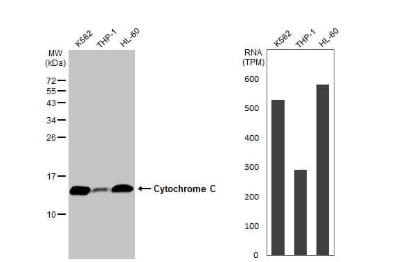 Cytochrome c Antibody