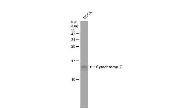 Cytochrome c Antibody