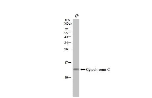 Cytochrome c Antibody
