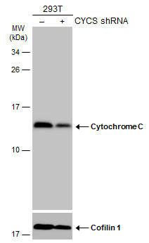 Cytochrome c Antibody