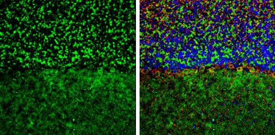 GEF-H1 Antibody - BSA Free
