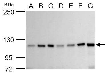 GEF-H1 Antibody - BSA Free