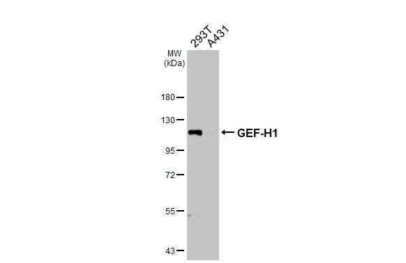 GEF-H1 Antibody - BSA Free