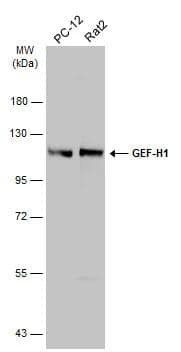 GEF-H1 Antibody - BSA Free