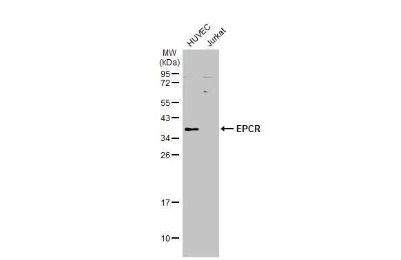 EPCR Antibody