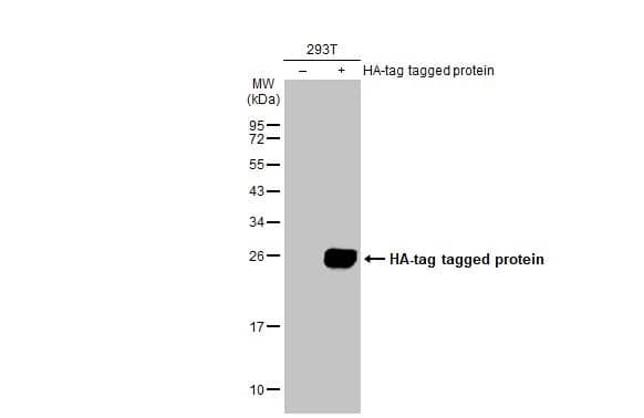 HA Tag Antibody