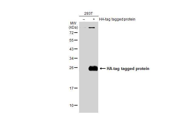 HA Tag Antibody