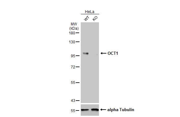 OCT1 Antibody