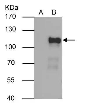 OCT1 Antibody