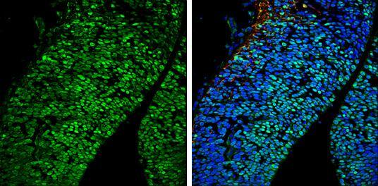 POU3F2/OCT7 Antibody