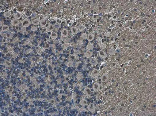 POU3F2/OCT7 Antibody