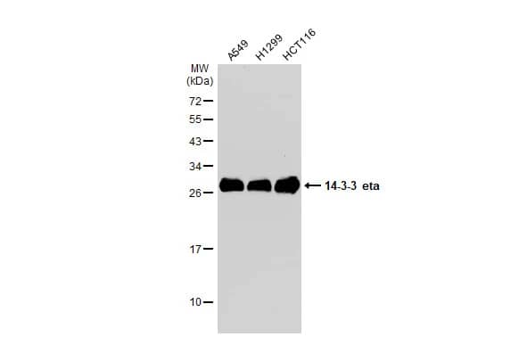 14-3-3 eta Antibody