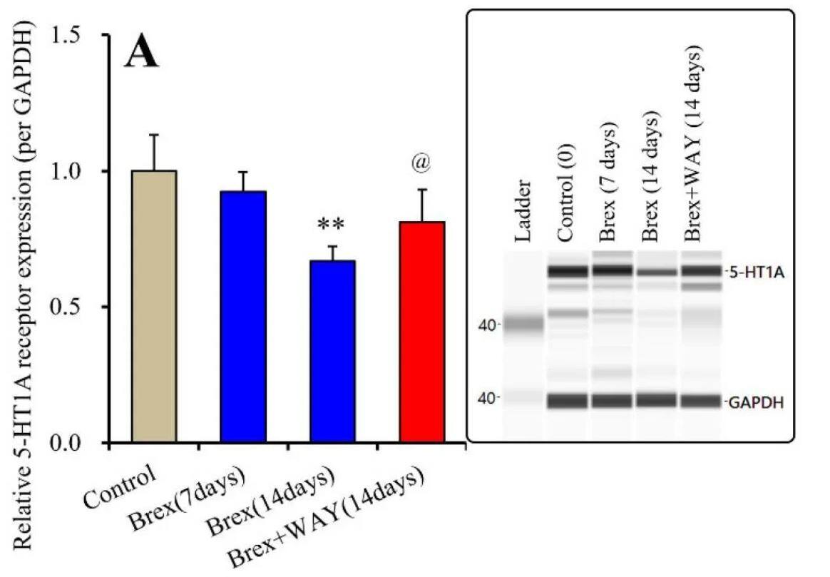 5-HT1A Antibody