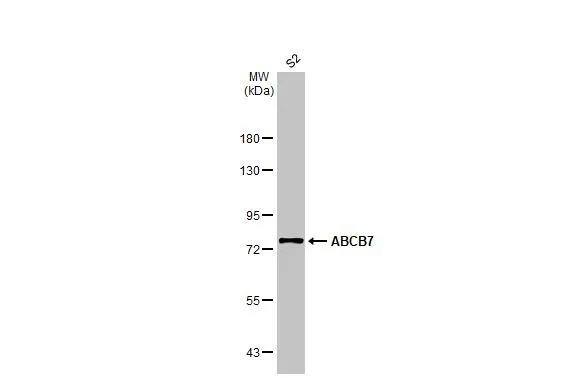 ABCB7 Antibody - BSA Free