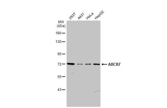 ABCB7 Antibody - BSA Free
