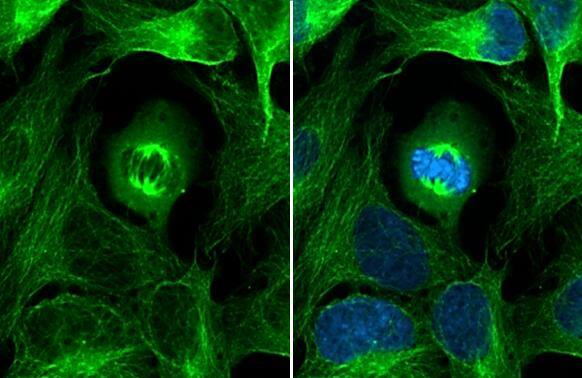 alpha Tubulin 4a Antibody - BSA Free