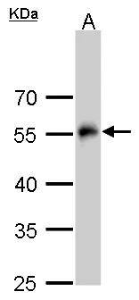 alpha Tubulin 4a Antibody - BSA Free