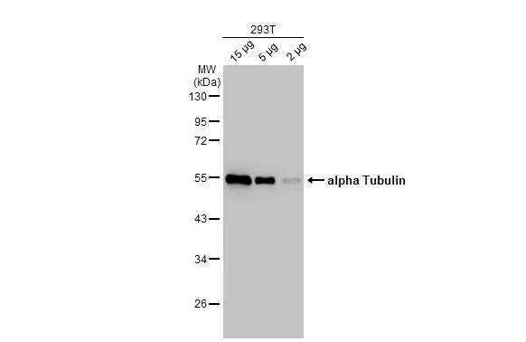 alpha Tubulin 4a Antibody - BSA Free