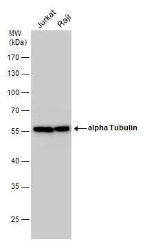 alpha Tubulin 4a Antibody - BSA Free