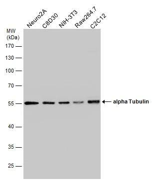 alpha Tubulin 4a Antibody - BSA Free