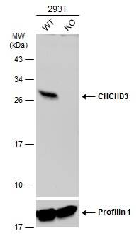 CHCHD3 Antibody - BSA Free