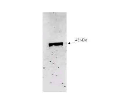 NEU2 Antibody