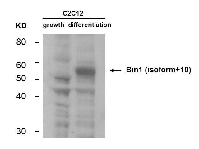 BIN1 Antibody (99F)