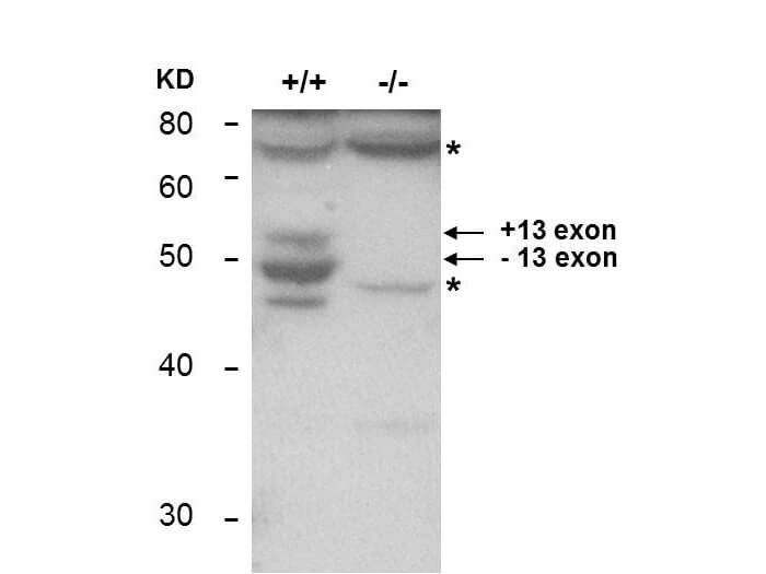 BIN1 Antibody (2F11)