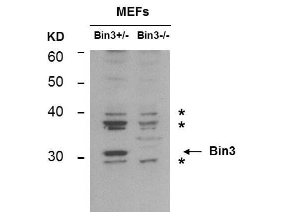 BIN3 Antibody (3A4)
