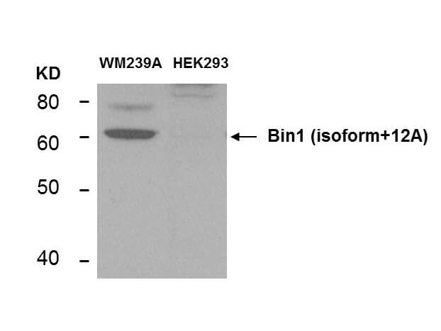 BIN1 Antibody (12A)