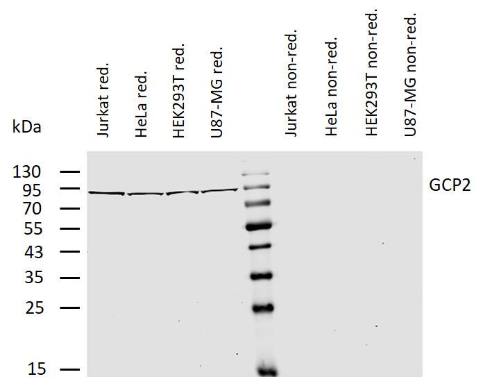 TUBGCP2 Antibody (GCP2-01) - BSA Free Western Blot: TUBGCP2 Antibody (GCP2-01) - BSA Free [NBP2-21793]