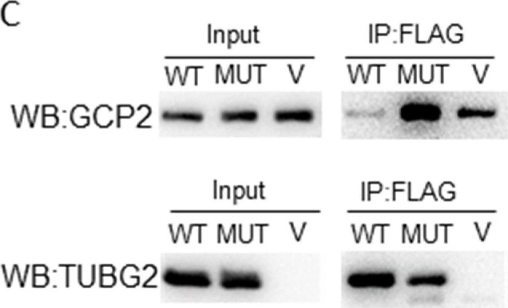 TUBGCP2 Antibody (GCP2-01) - BSA Free