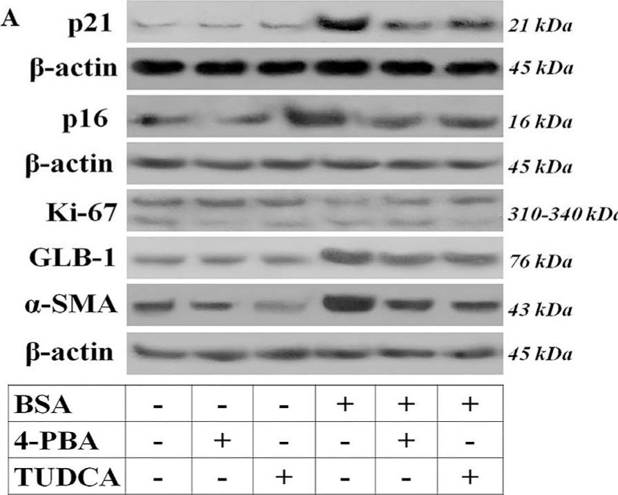 Ki67/MKI67 Antibody (8D5) - BSA Free