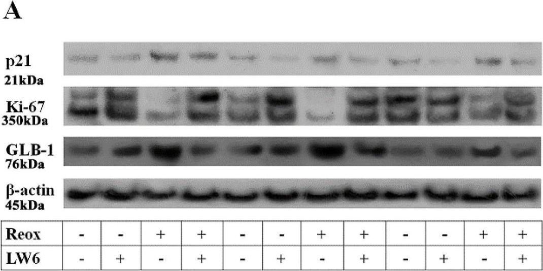 Ki67/MKI67 Antibody (8D5) - BSA Free