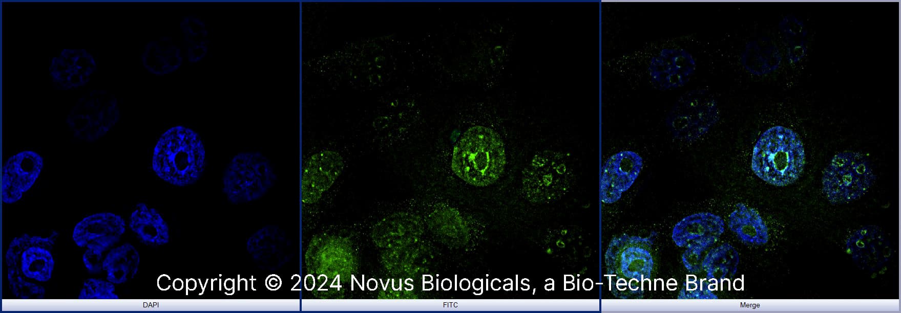 Ki67/MKI67 Antibody (8D5) [DyLight 488]