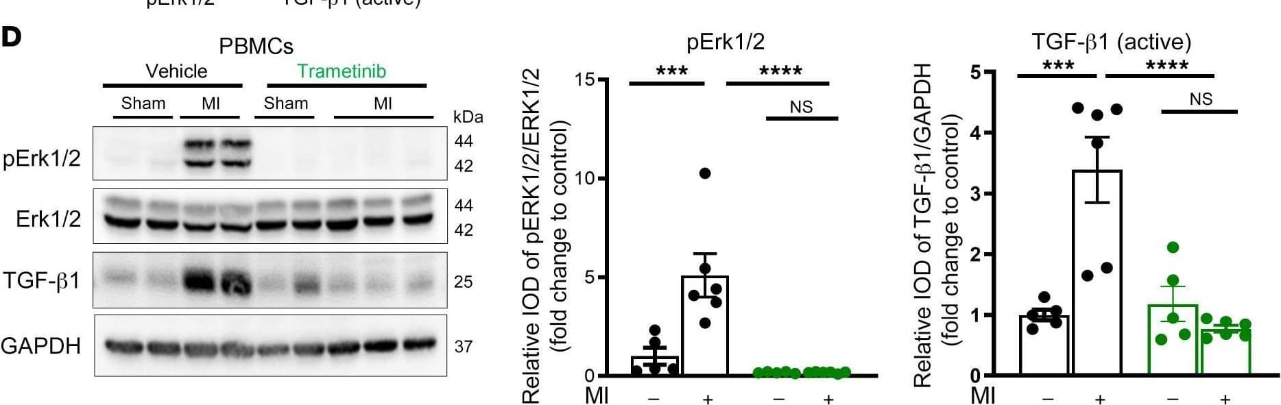 LAP (TGF-beta 1) Antibody (7F6) - BSA Free