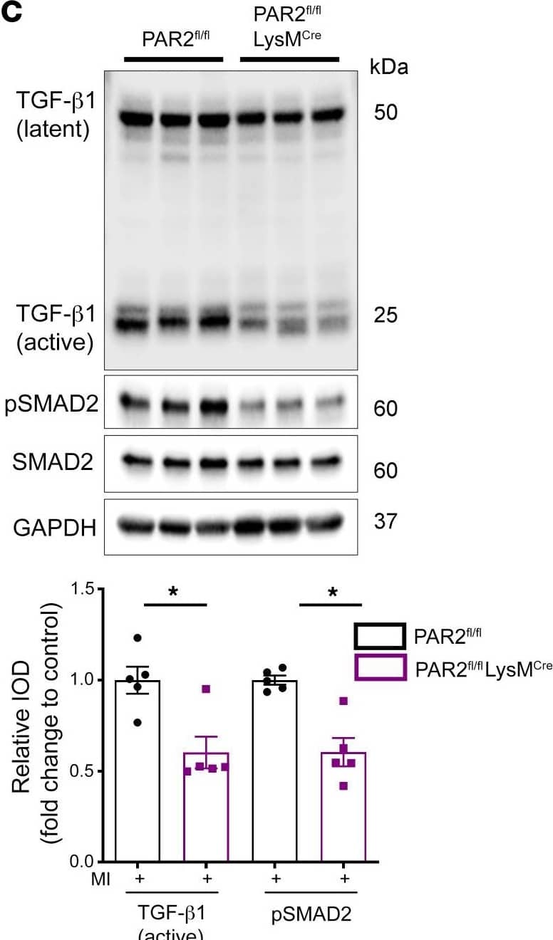 LAP (TGF-beta 1) Antibody (7F6) - BSA Free