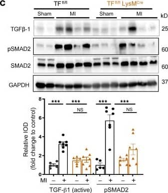 LAP (TGF-beta 1) Antibody (7F6) - BSA Free