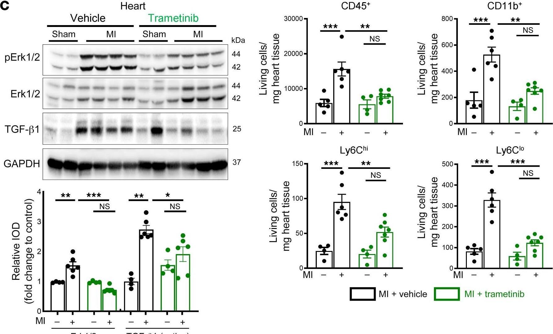 LAP (TGF-beta 1) Antibody (7F6) - BSA Free