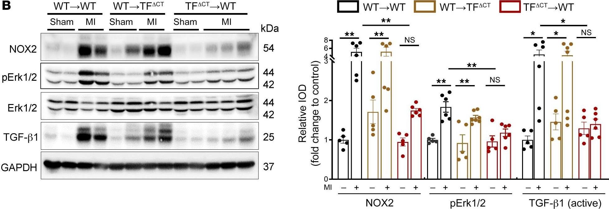 LAP (TGF-beta 1) Antibody (7F6) - BSA Free