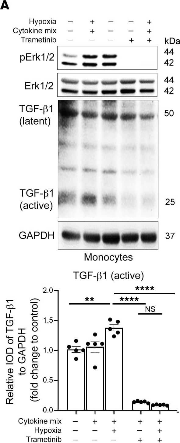 LAP (TGF-beta 1) Antibody (7F6) - BSA Free