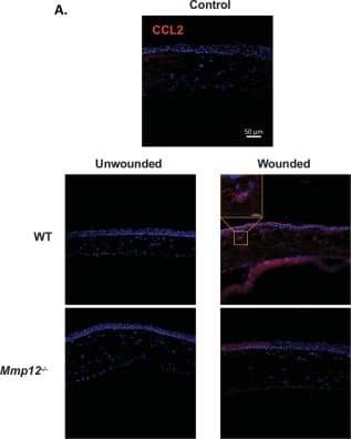 CCL2/MCP1 Antibody (2D8) - BSA Free