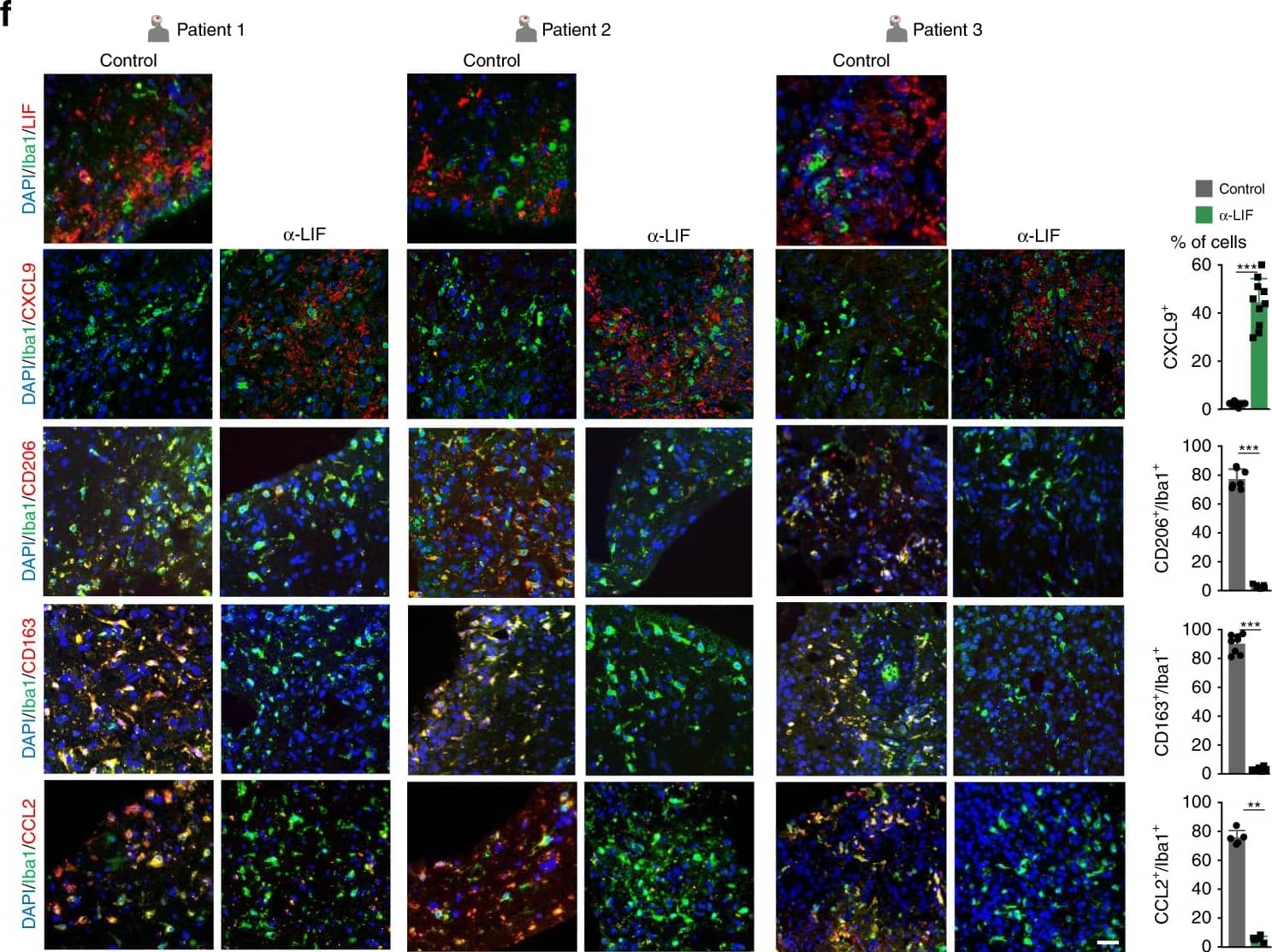 CCL2/MCP1 Antibody (2D8) - BSA Free