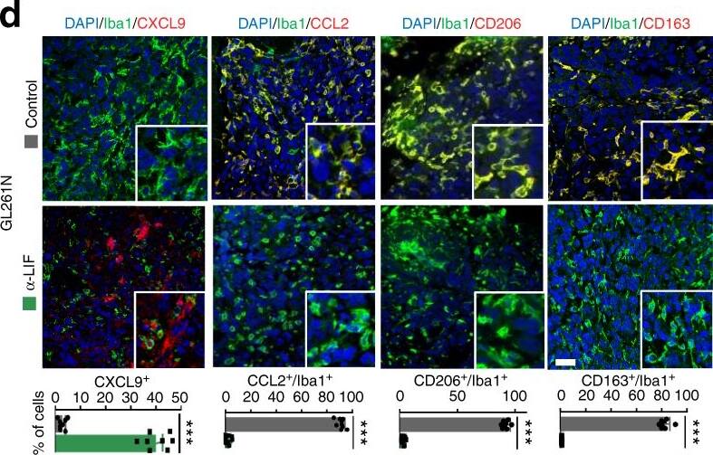 CCL2/MCP1 Antibody (2D8) - BSA Free
